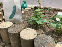 キュウリ①