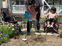 ミニトマト植えたら水やり
